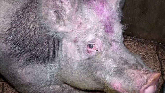 Maltraitance animale : L214 révèle des images choc d'un abattoir de truies d'Intermarché
