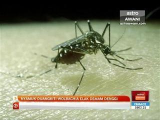 Nyamuk dijangkiti Wolbachia elak demam denggi
