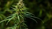 Aux États-Unis, le gouvernement planche sur la légalisation du cannabis