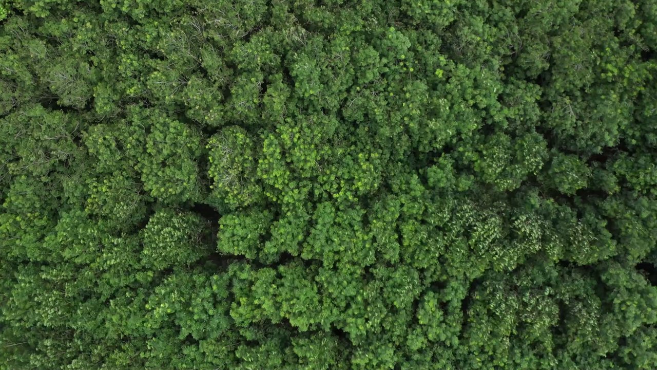 Australie : un enfant de trois ans atteint d'autisme survit trois jours seul dans la forêt