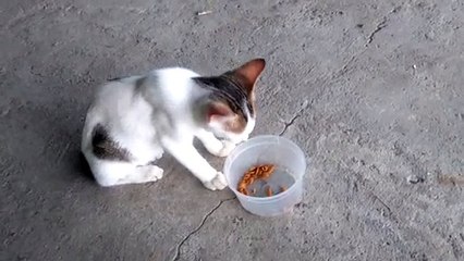 Memberi makan kucing kesayangan