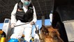 Yvelines : un chien policier agressé par un adolescent et blessé à l'œil
