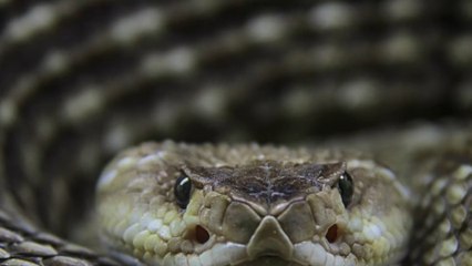 Insolite : près d'une centaine de serpents à sonnette découverts sous une maison