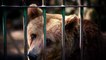Russie : une vidéo révèle le dressage cruel et illégal de chiens de chasse sur des ours bruns