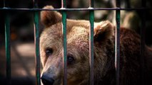 Russie : une vidéo révèle le dressage cruel et illégal de chiens de chasse sur des ours bruns