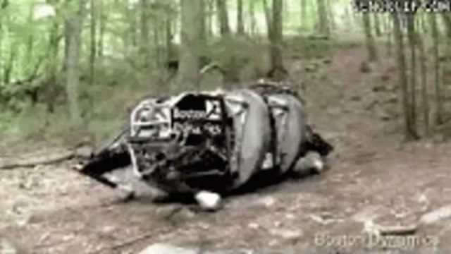 Rolling Stones : des chiens-robots reproduisent le clip Start Me Up