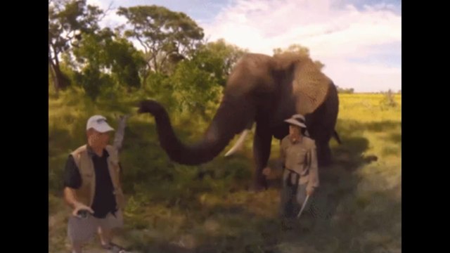 Afrique du Sud : un cobra mord les testicules et le pénis d'un homme lors d'un safari