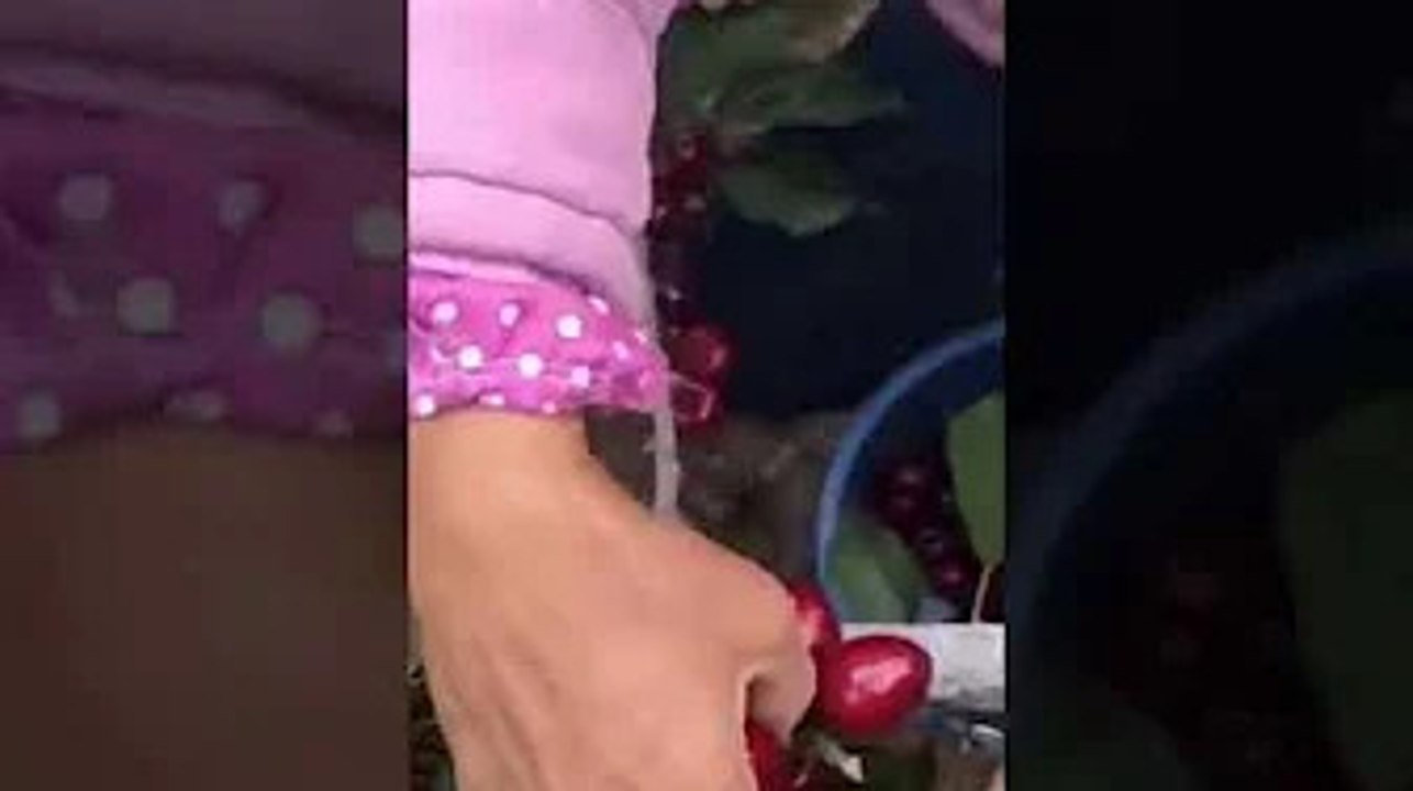 fruit
