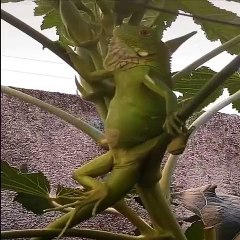 hewan lucu bikin ngakak#comedy #videolucu