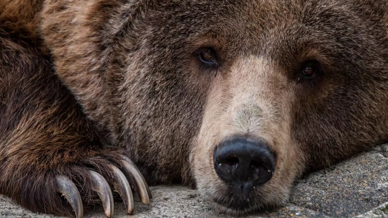 Ouzbékistan : une mère fait tomber son enfant dans une fosse aux ours