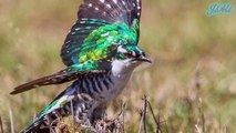 Chim Cu Diederik & Hành Vi Đẻ Trứng Kí Sinh Vào Tổ Loài Chim Khác