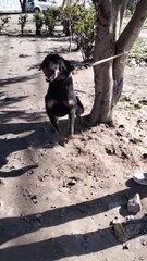 Dog  Video By Kingdom of Awais