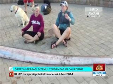 Qarfish gergasi ditemui terdampar di California