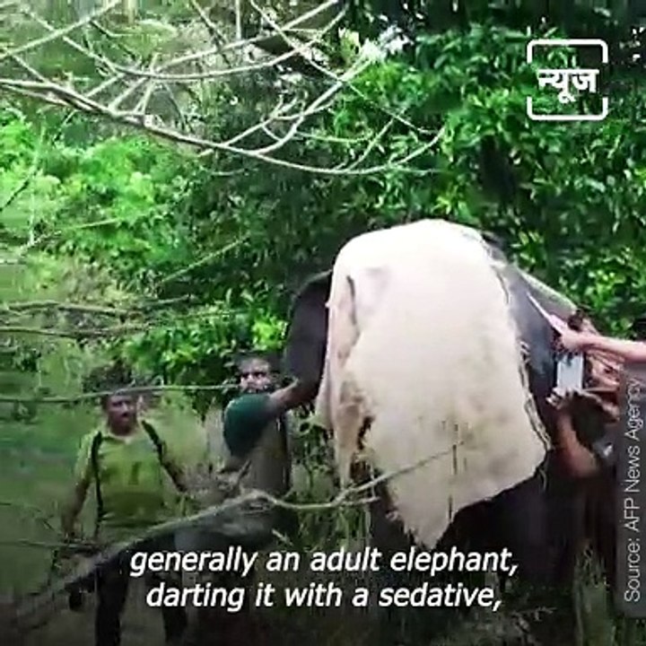 Explained: Radio-Collaring And How It Can Help Manage Human-Elephant Conflict