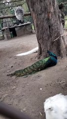 Peacock  Video By Kingdom of Awais