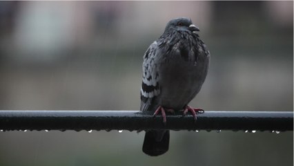 La gendarmerie met en garde contre l'arnaque à la fiente d'oiseau