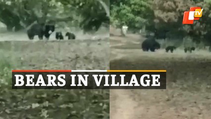 Mama Bear With 2 Cubs Strays Into Village In Odisha’s Nabarangpur