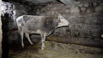 Ameliyattan sonra "Şere" yaşamını ahırda değil evde sürdürüyor