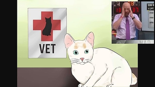 How to Take Care of a Japanese Bobtail