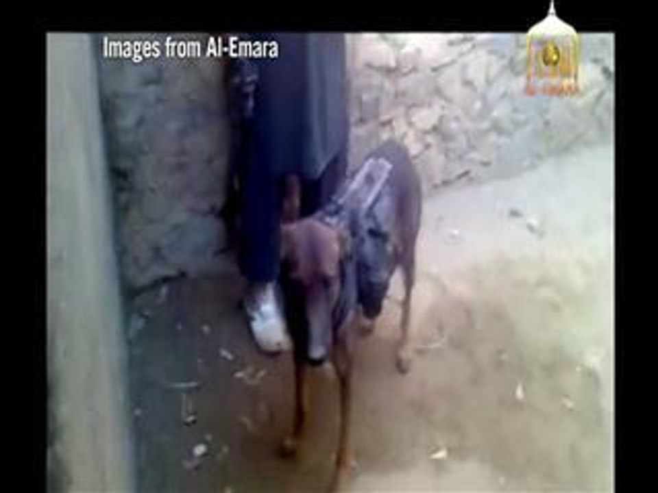 US military dog 'in Afghan Taliban custody'