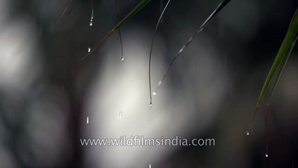 Raindrops in Slow motion HD
