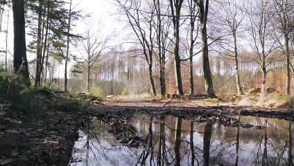 Hiking, relaxation, walking in the forest