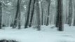 İstanbul'da kar yağışı - Pendik Aydos Ormanı