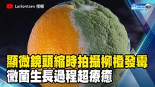 顯微鏡頭縮時拍攝柳橙發霉！黴菌生長過程超療癒