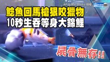 鯰魚回馬槍狠咬獵物 10秒生吞等身大錦鯉