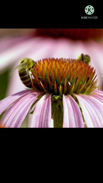 Honey bees  vs blossom  #honey #bees
