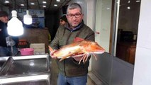 Nadir bulunan kırlangıç balığı Sinop'ta ağlara takıldı! Kilosu 150 TL'den satılıyor