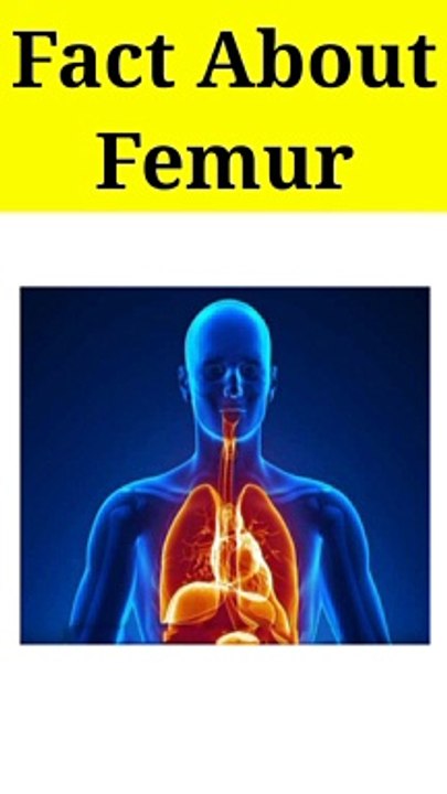 Fact about Femer