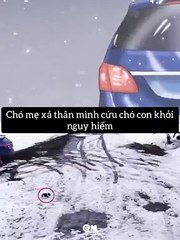 Chó mẹ xả thân cứu con (Save her baby dog) -  Pet Island