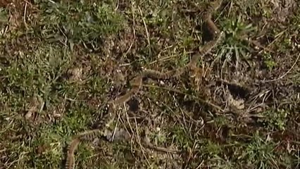 El cálido invierno causa la reaparición temprana de la peligrosa procesionaria