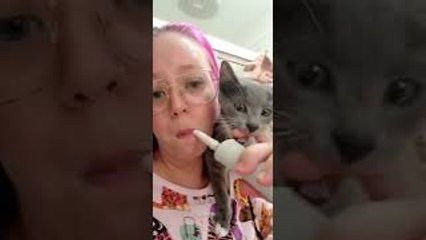 Kitten Bites on Electric Toothbrush