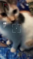 Gemes banget ni kucing