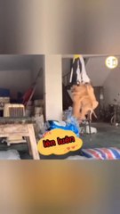 Xin chào các THÁNH ĐU ĐỈNH Coin, Cố phiếu chứng khoán