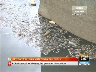 Ratusan ribu ikan mati punca bau busuk