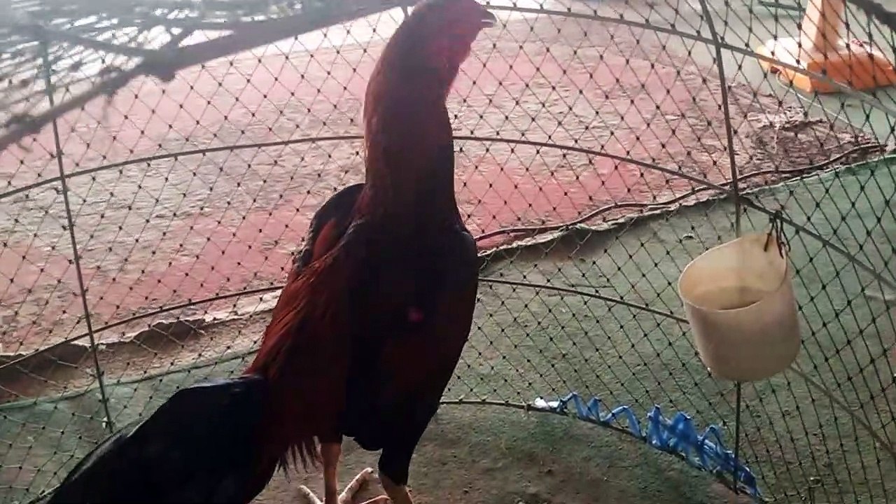 *** แบ่งไก่หนุ่มวัดดวง สายเชิง สายกัด ราคาเบาๆ***