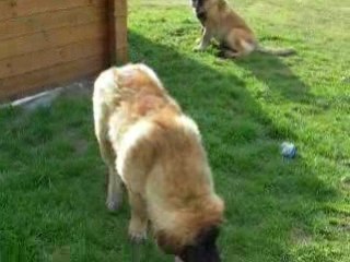 CHARLY ET CAEZAR 5 MOIS