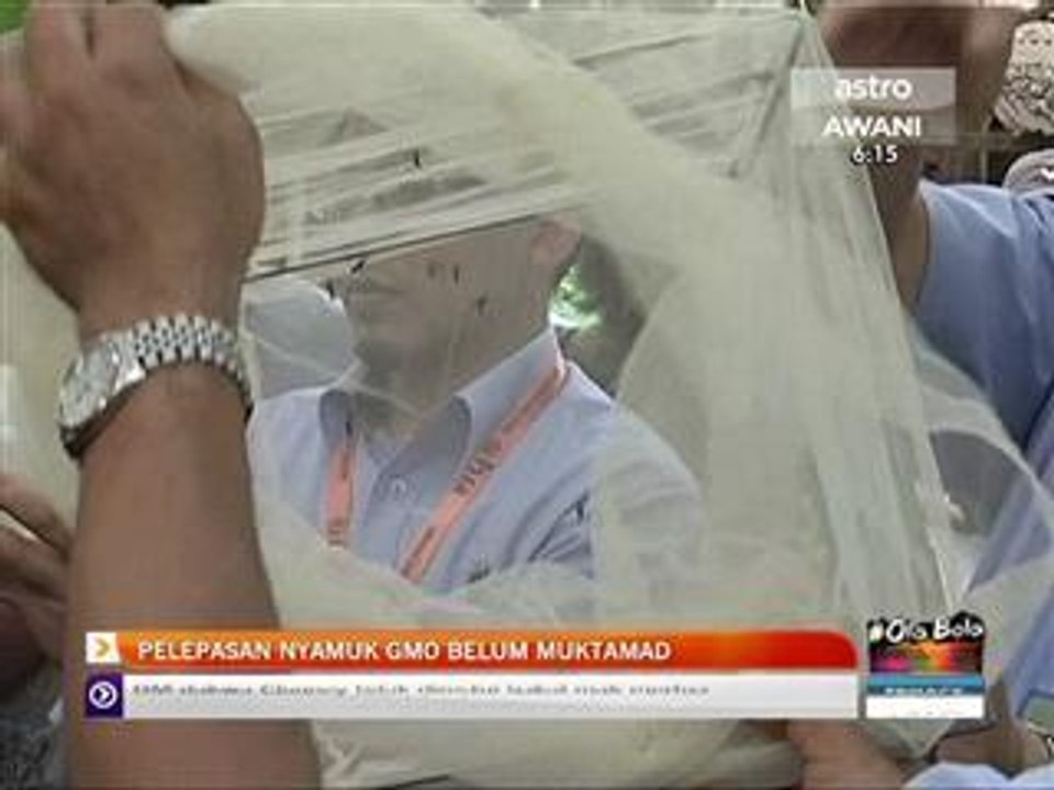Pelepasan nyamuk GMO belum muktamad