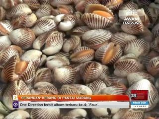 Serangan kerang di Pantai Marang