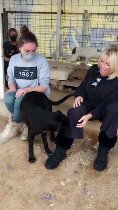 Ajda Pekkan'dan Köpekleri Zehirleyelim Diyen Yıldız Tilbe'ye Sert Tepki