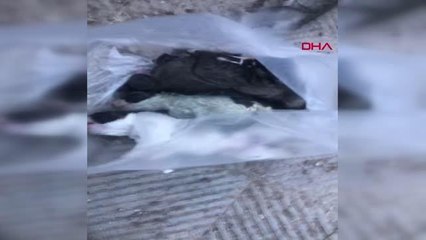 5 YAVRU KÖPEK ÇÖP KONTEYNERİNDE ÖLÜ BULUNDU