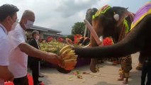 Tailandia homenajea a sus elefantes con un fastuoso banquete de frutas