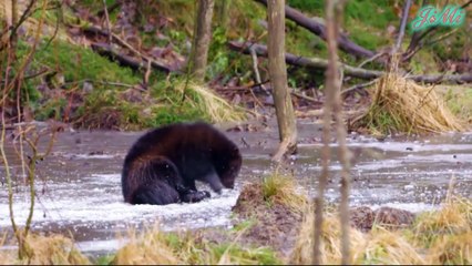 Chồn sói - Wolverine Sức mạnh & Hung dữ