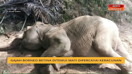 Gajah Borneo betina ditemui mati dipercayai keracunan
