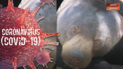 China lulus guna hempedu beruang matahari rawat COVID-19