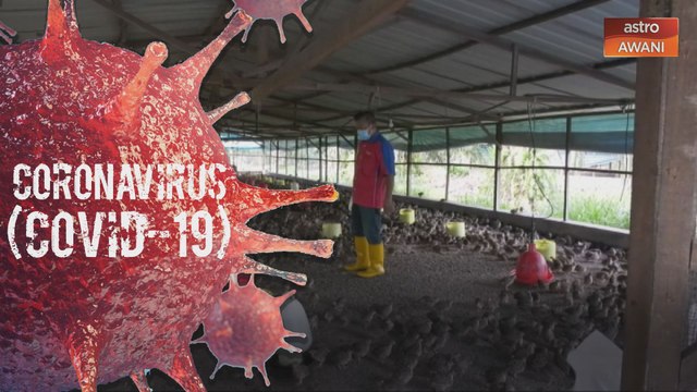 PKP: Pasaran puyuh terjejas teruk