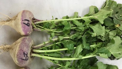 [인천] 강화군, 지역특산물 순무의 새 품종 GH만청 품종 출원 / YTN